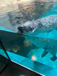 大分マリーンパレス水族館 「うみたまご」に投稿された画像（2026/6/20）