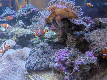 しながわ水族館に投稿された画像（2026/6/20）