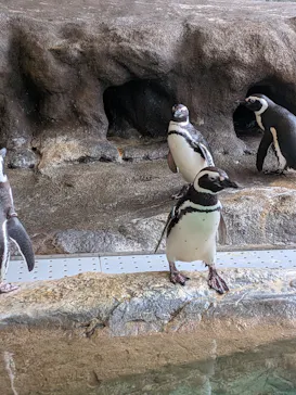 しながわ水族館に投稿された画像（2026/6/20）