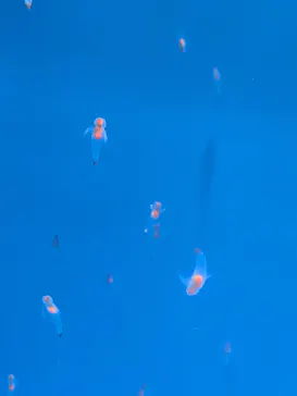 しながわ水族館に投稿された画像（2026/6/20）