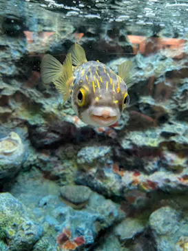 しながわ水族館に投稿された画像（2026/6/20）