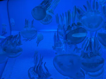 しながわ水族館に投稿された画像（2026/6/20）
