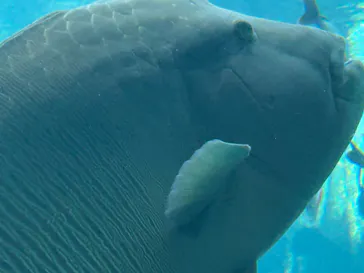 沖縄美ら海水族館に投稿された画像（2026/6/20）