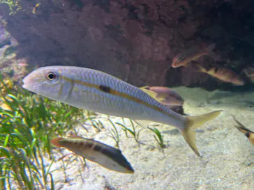 沖縄美ら海水族館に投稿された画像（2026/6/20）