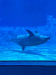 名古屋港水族館に投稿された画像（2026/6/21）