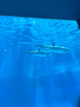 名古屋港水族館に投稿された画像（2026/6/21）
