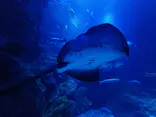 京都水族館に投稿された画像（2026/6/21）
