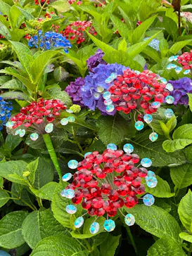 箱根ガラスの森美術館に投稿された画像（2026/6/21）