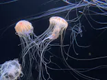 サンシャイン水族館に投稿された画像（2026/6/21）