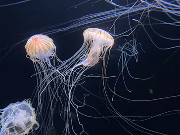 サンシャイン水族館に投稿された画像（2026/6/21）