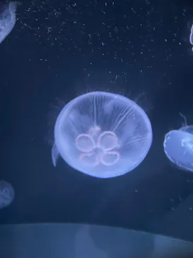 サンシャイン水族館に投稿された画像（2026/6/21）