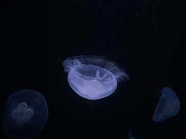 サンシャイン水族館に投稿された画像（2026/6/21）
