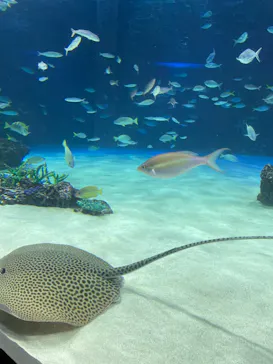 サンシャイン水族館に投稿された画像（2026/6/21）