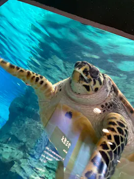 名古屋港水族館に投稿された画像（2026/6/21）
