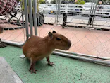 アニタッチPARKイオンモール太田に投稿された画像（2026/6/21）