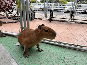 アニタッチPARKイオンモール太田に投稿された画像（2026/6/21）