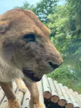 多摩動物公園 ライオンバス乗車券に投稿された画像（2026/6/21）