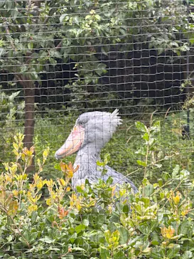 恩賜上野動物園に投稿された画像（2026/6/21）