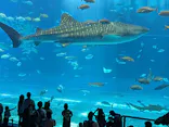 沖縄美ら海水族館に投稿された画像（2026/6/21）