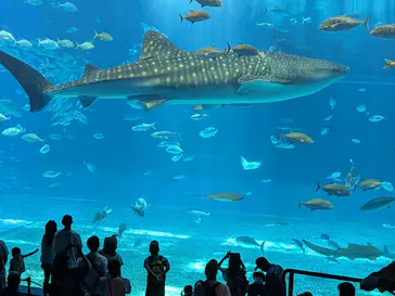 沖縄美ら海水族館に投稿された画像（2026/6/21）