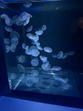 京都水族館×ニデック京都タワーに投稿された画像（2026/6/21）