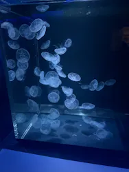 京都水族館×ニデック京都タワーに投稿された画像（2026/6/21）