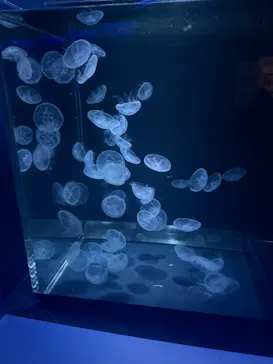 京都水族館×ニデック京都タワーに投稿された画像（2026/6/21）