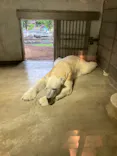 名古屋市東山動植物園に投稿された画像（2026/6/21）