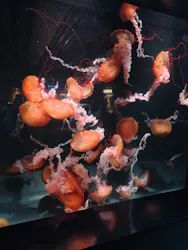 京都鉄道博物館×京都水族館に投稿された画像（2026/6/21）