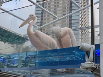 サンシャイン水族館に投稿された画像（2026/6/21）