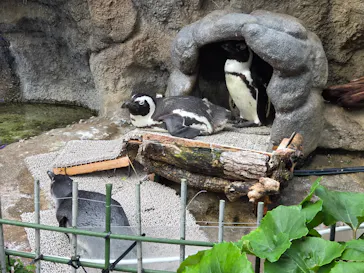 サンシャイン水族館に投稿された画像（2026/6/21）