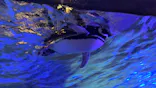 すみだ水族館に投稿された画像（2026/6/21）