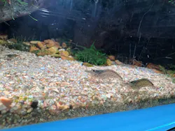 すみだ水族館に投稿された画像（2026/6/21）