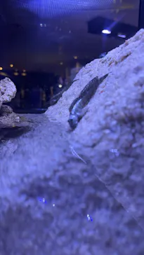すみだ水族館に投稿された画像（2026/6/21）