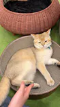 猫カフェモカ イオンモール神戸北店に投稿された画像（2026/6/21）