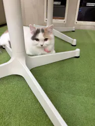 猫カフェモカ イオンモール神戸北店に投稿された画像（2026/6/21）