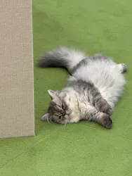 猫カフェモカ イオンモール神戸北店に投稿された画像（2026/6/21）