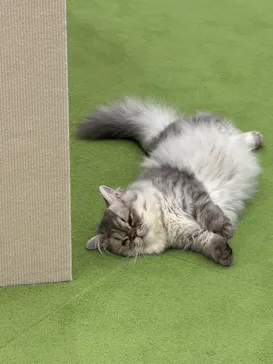 猫カフェモカ イオンモール神戸北店に投稿された画像（2026/6/21）