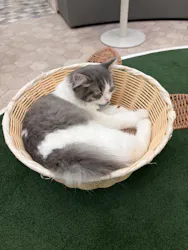 猫カフェモカ イオンモール神戸北店に投稿された画像（2026/6/21）