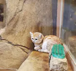 こども動物自然公園（埼玉県公園緑地協会）に投稿された画像（2026/6/21）
