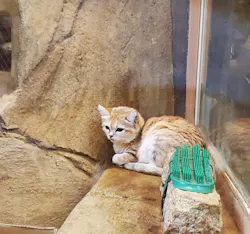こども動物自然公園（埼玉県公園緑地協会）に投稿された画像（2026/6/21）