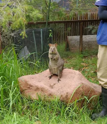 こども動物自然公園（埼玉県公園緑地協会）に投稿された画像（2026/6/21）