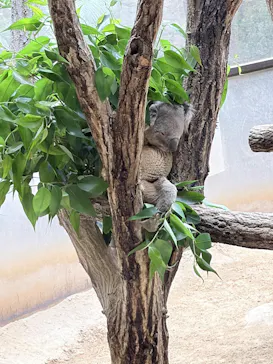 名古屋市東山動植物園に投稿された画像（2026/6/21）