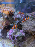 しながわ水族館に投稿された画像（2026/6/22）