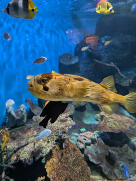 しながわ水族館に投稿された画像（2026/6/21）