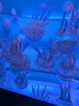 しながわ水族館に投稿された画像（2026/6/21）