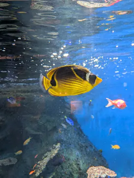 しながわ水族館に投稿された画像（2026/6/21）