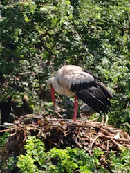 天王寺動物園に投稿された画像（2026/6/21）