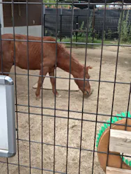 天王寺動物園に投稿された画像（2026/6/21）