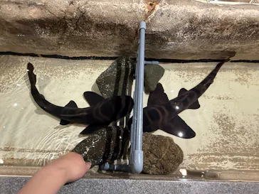 新江ノ島水族館に投稿された画像（2026/6/21）